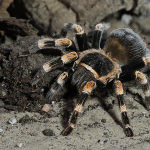 Vogelspinne
